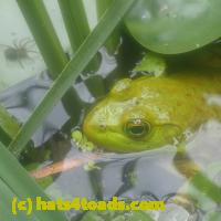 /home//u458753944/public_html/sourcegallery///Frogs/More bullfrogs/P7150858.JPG